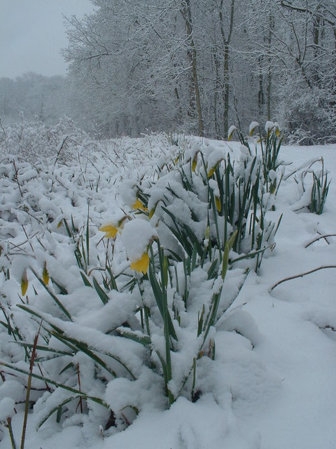 Daffodils_on_Easter_Sunday_in_Jenny_Wood_-_geograph.org.uk_-_767075